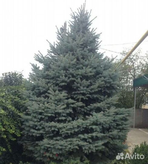 Ель голубая