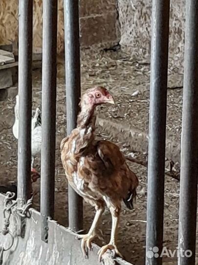 Бойцовые куры
