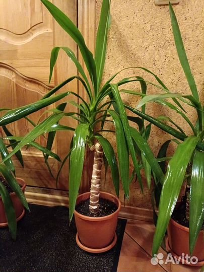 Пальма юкка