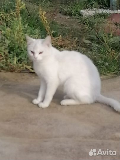 Кошка в дар