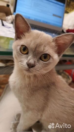 Бурма Клубные с документами к Новому Году