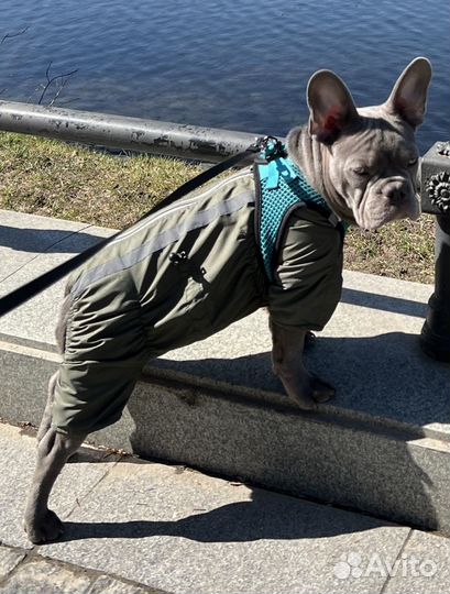 Комбинизон для собак мелких пород