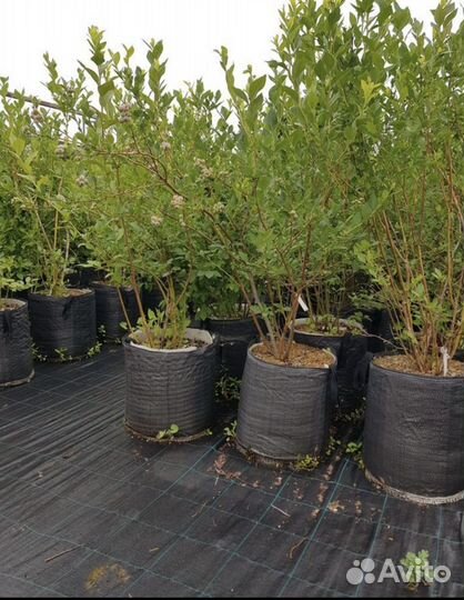 Растения для сада