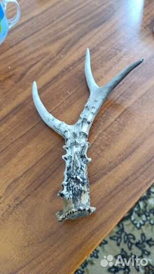 Продам рожок