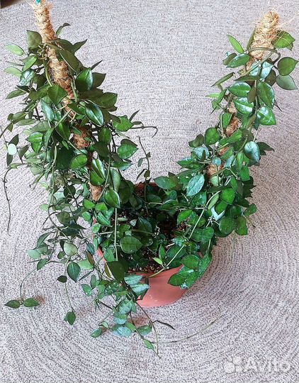 Дипладения (мандевилла) /адениум/ хойя