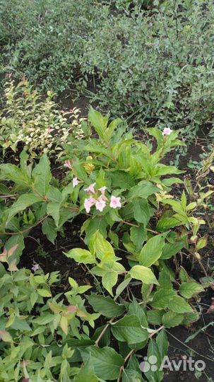 Саженцы вейгелы