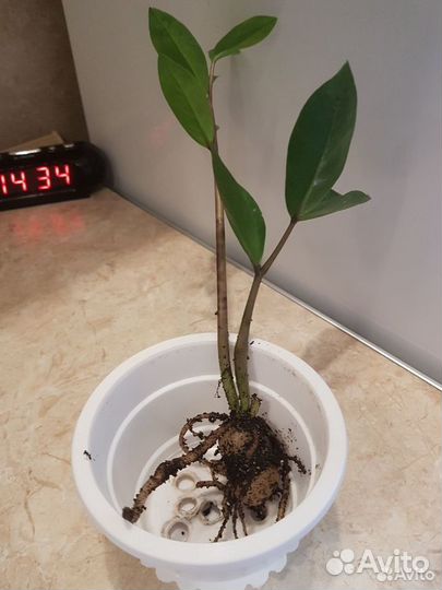 Продам Молодой Замиукулькас