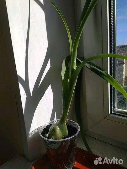 Индийский лук