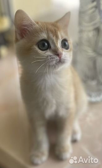 Кошка
