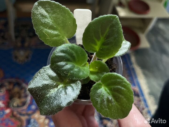 Фиалка ек-кураж