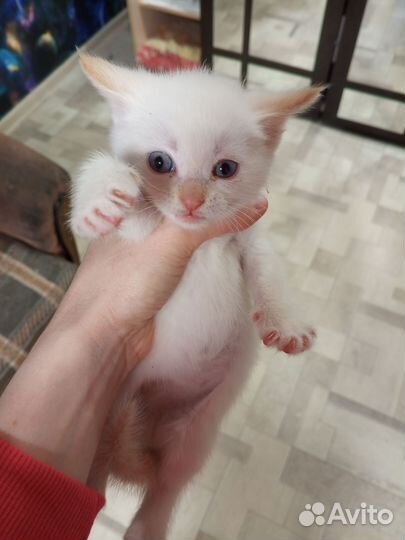 Отдам бесплатно