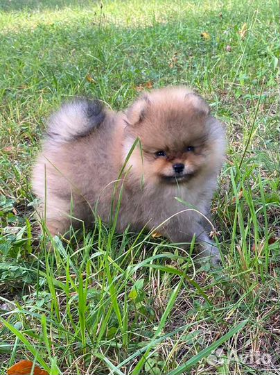 Шпиц. Вязка