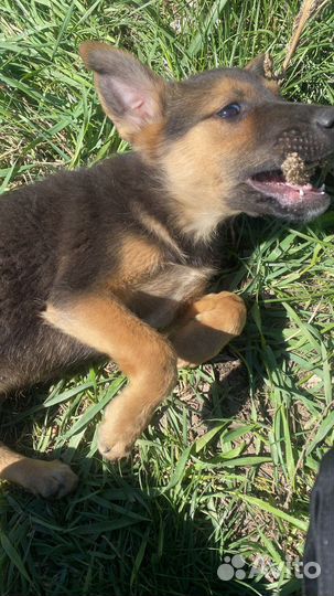 Щенки в дар