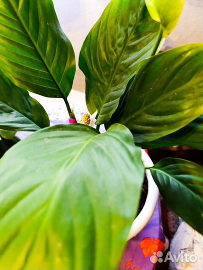 Спатифиллум