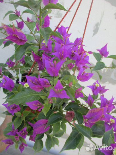 Бугенвиллия сортовая -продолжение