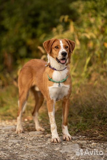 Собака в добрые руки