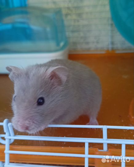 Сирийский хомяк