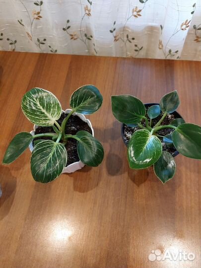 Филодендрон Биркин