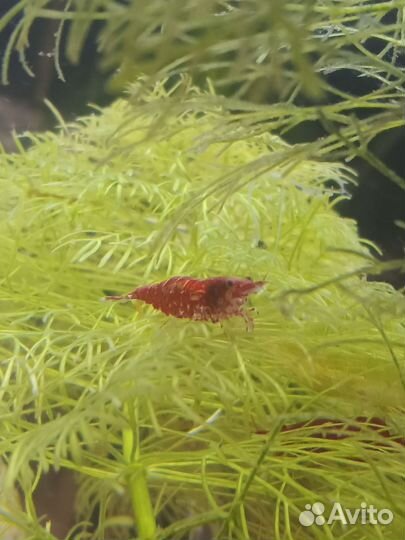 Креветка Чери