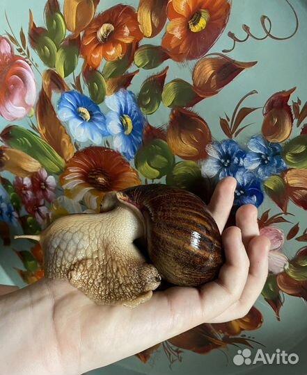 Улитки ахатины