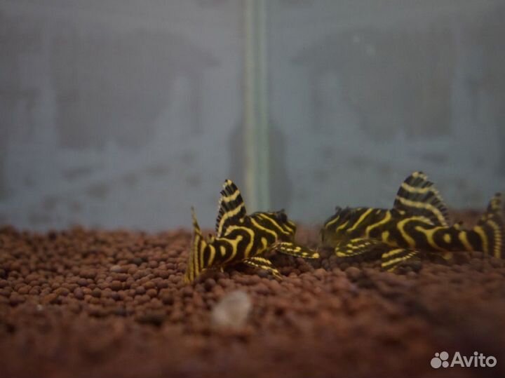 Сомики: анциструсы, номерные L, коридорасы