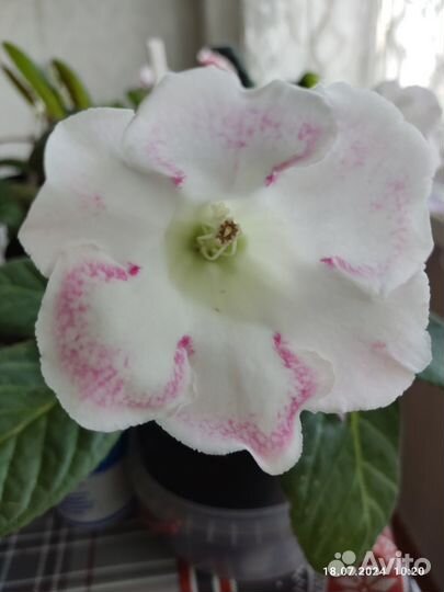 Глоксинии из семян