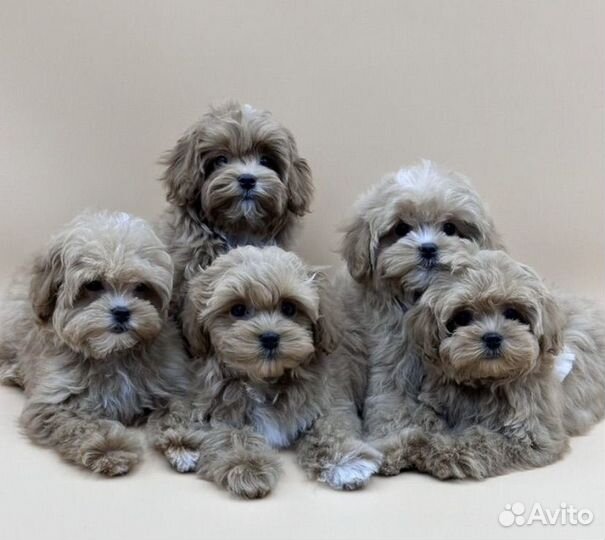 Мальтипу f1 mini