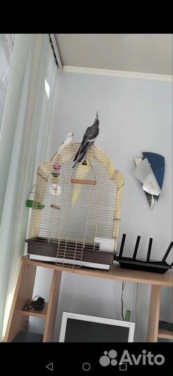 Кореллы и волнистый попугай