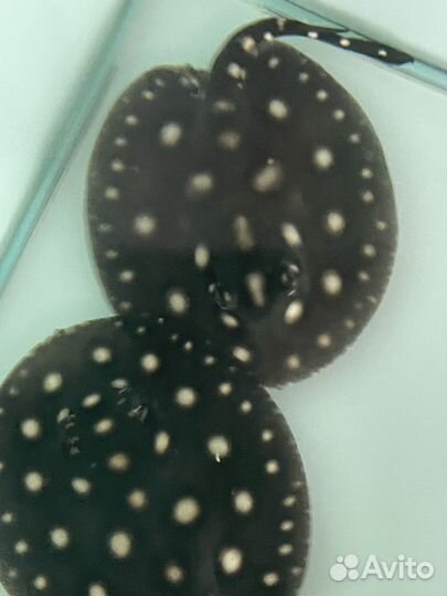 Скат леопольди BD