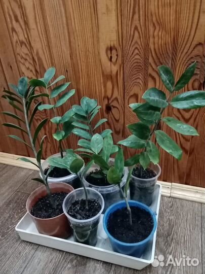 Продам цветы комнатные