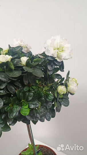 Азалия на стволе