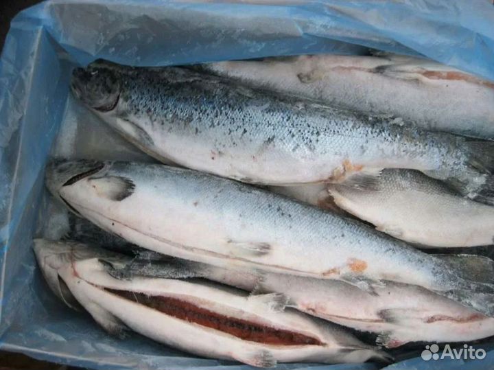 Франшиза свежих морепродуктов в топ-локации