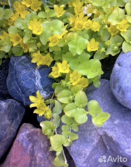 Ясколка, астра почвопокровная, ирисы, вербейник