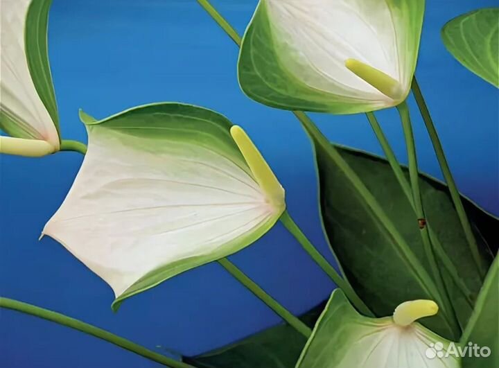 Антуриумы разных цветов