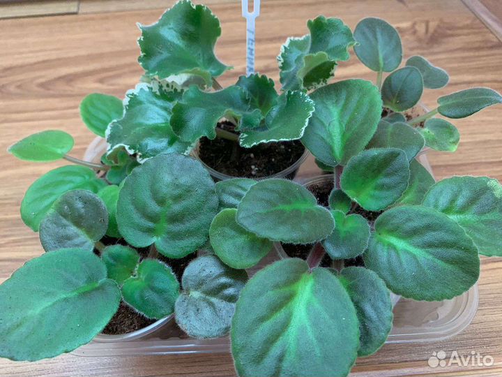 Набор фиалок из 5 штук