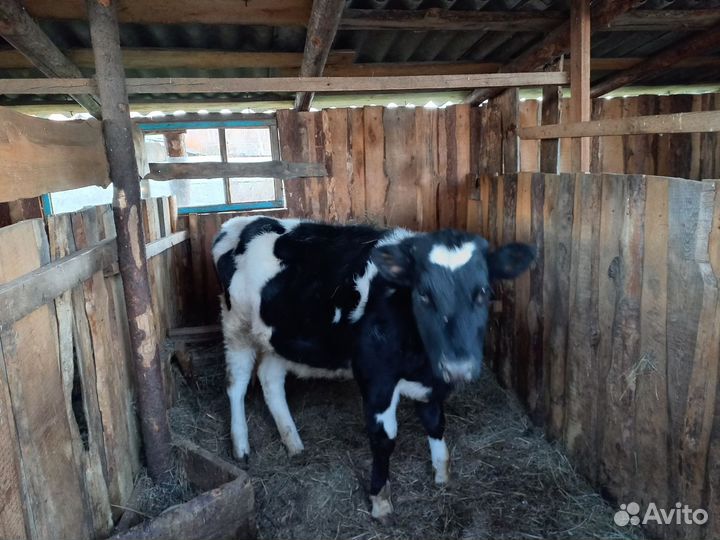 Телята бычки на откорм