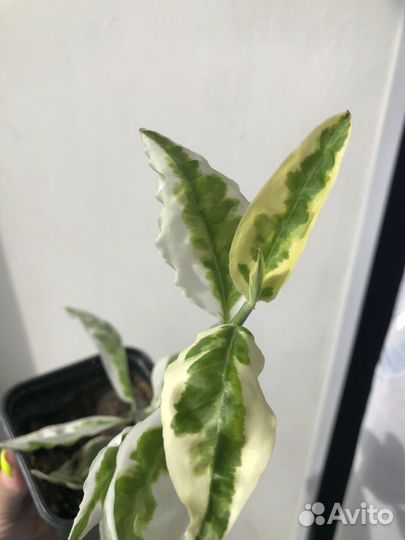 Педилантус