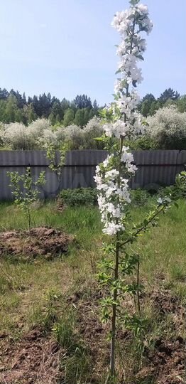 Участок 14 га (СНТ, ДНП)
