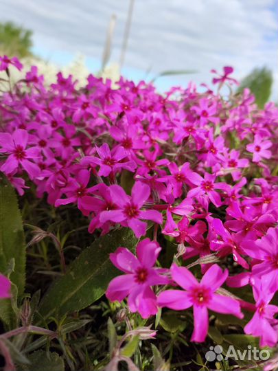 Почвопокровные. Большая поляна