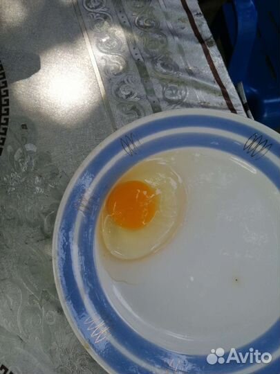Продаю домашнее куриное яйцо