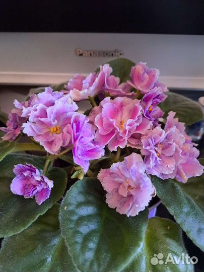 Листики фиалки