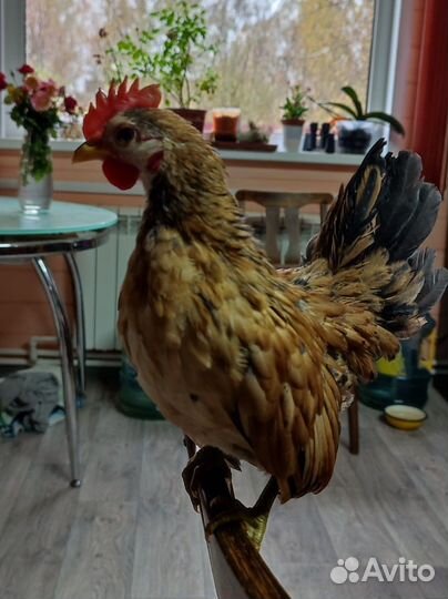 Петушок Серамы