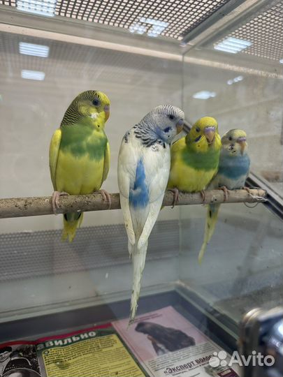 Птенцы волнистый попугай