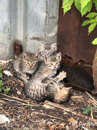 Котята