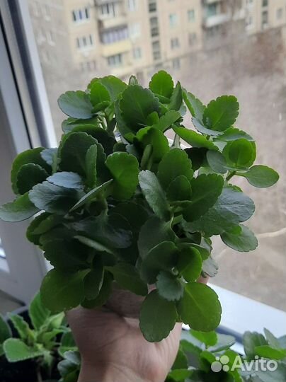 Каланхоэ