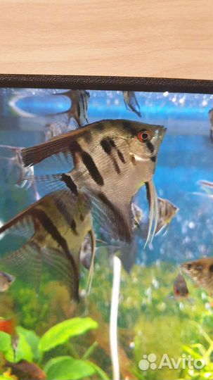 Рыбки скалярии