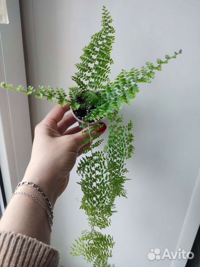 Папоротник