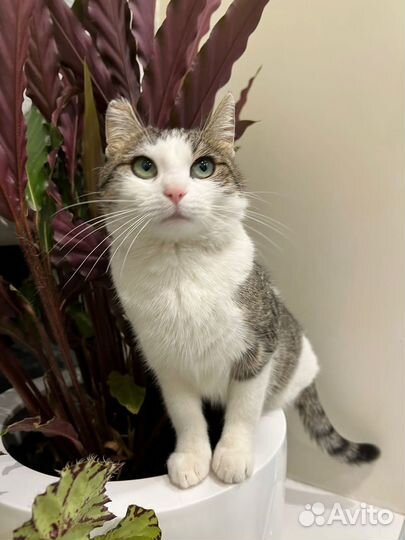 Спасите Боню