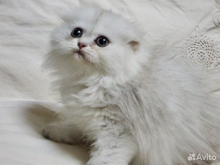 Британская длинношерстная шиншилла