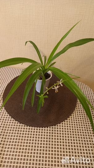 Хлорофитум